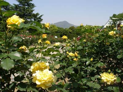 バラ園から東方向の眺望