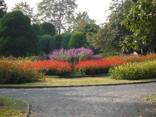 花壇の光景の写真