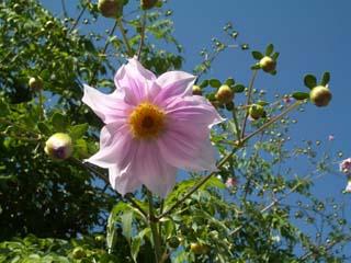 コダチダリア開花時の写真