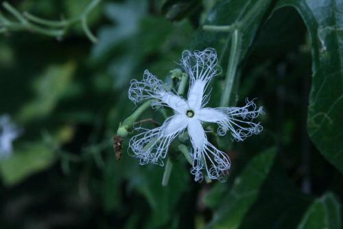 ヘビウリ花の写真