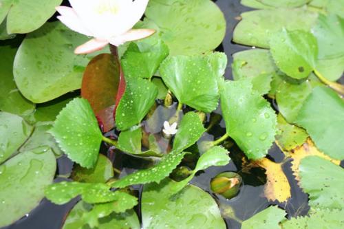 ヒシの花の写真