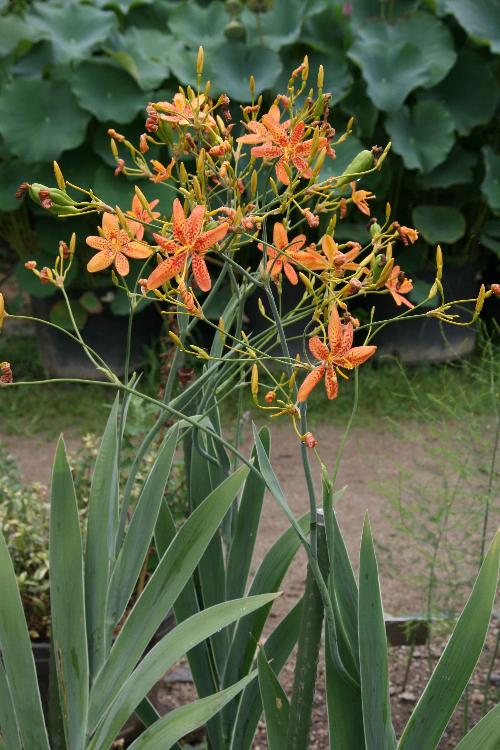 ヒオウギの花の写真