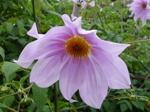 コダチダリアの花の写真