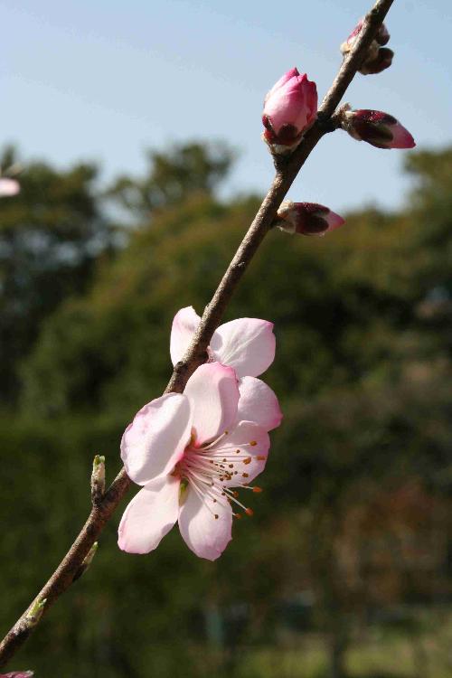 アーモンドの花の写真