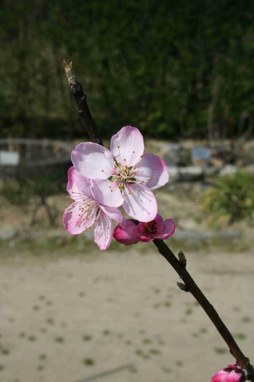 アーモンドの花の写真