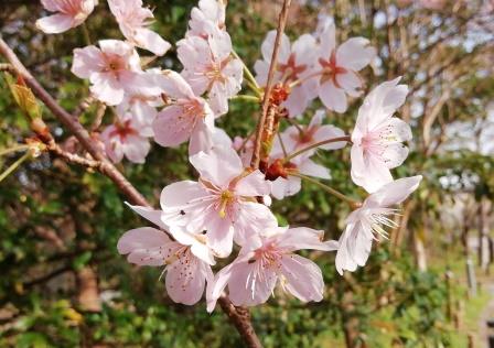 見ごろの東海桜