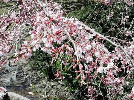 大枝垂れ桜アップ(大芝生地)