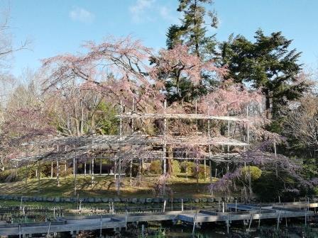 大枝垂れ桜(大芝生地)