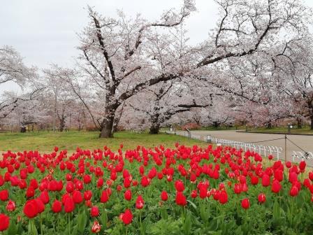 今朝の染井吉野(観覧温室北)3月30日