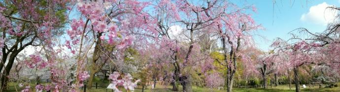 八重紅枝垂(桜林)4月5日朝