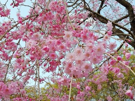 八重紅枝垂アップ(桜林)4月5日