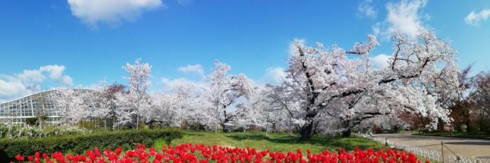 染井吉野(桜林)4月5日