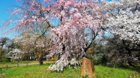 満開の八重紅枝垂(大芝生地西)4月9日