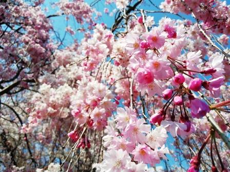 満開の八重紅枝垂アップ(大芝生地)4月9日