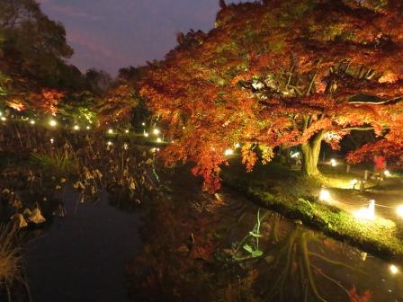 紅葉見頃のイロハモミジのライトアップ