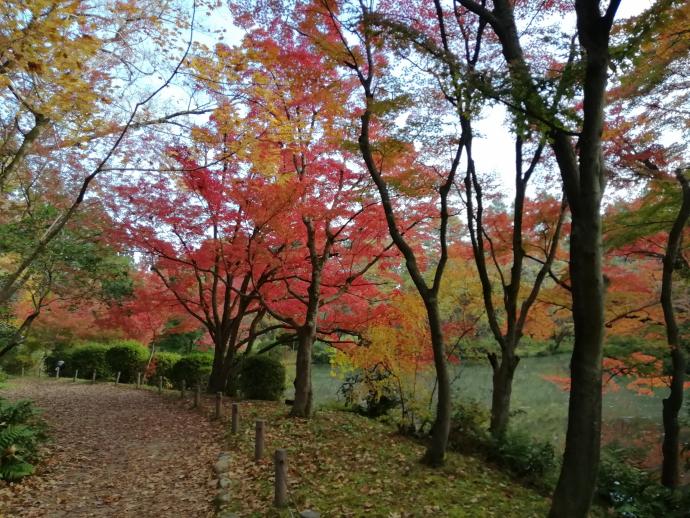 なからぎの森周辺池の北側のイロハモミジ