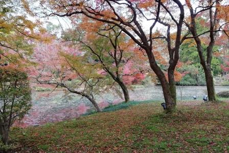 苔の上に落葉の始まったイロハモミジ1126(なからぎの森周辺)