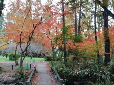 落葉の始まったイロハモミジと橋1126(なからぎの森周辺)