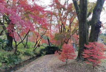 ドウダンツツジとイロハモミジ(植物生態園)