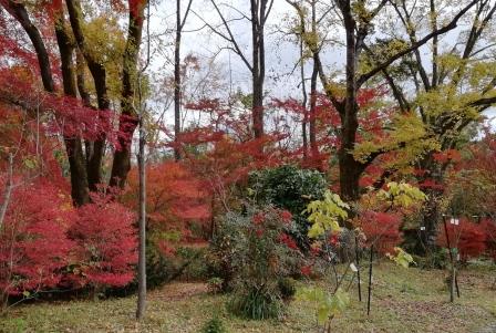 紅葉見頃のイロハモミジ1126(植物生態園)