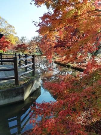 池面に映えるイロハモミジと紅葉のじゅうたん1201