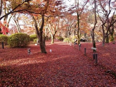 紅葉のじゅうたん(なからぎの森周辺)1203