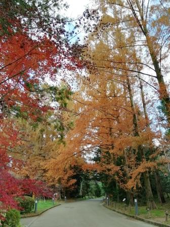 イロハモミジとメタセコイヤ紅葉盛り1204