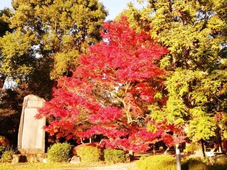 紅葉見ごろのイロハモミジ(正門側植物園設立記念碑前)1209