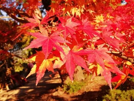 紅葉見ごろのイロハモミジの葉1209