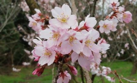 啓翁桜が見ごろ