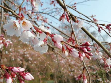 枝垂桜(一重)(桜林)5分咲き