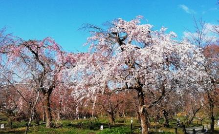 見ごろの枝垂れ桜(一重)(桜林)