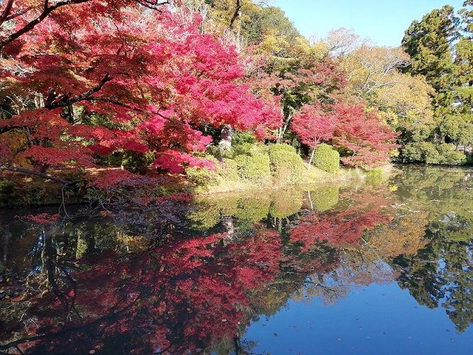 なからぎの森周辺の池に映える1115