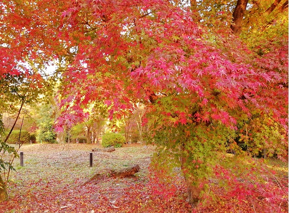 紅葉グラデーション(なからぎの森周辺)1122