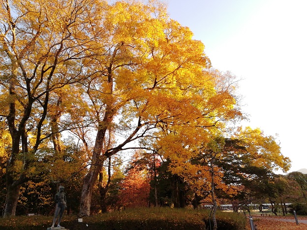 イチョウ(大芝生地西)1122