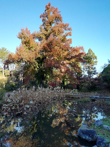 あじさい園の紅葉遠景1129