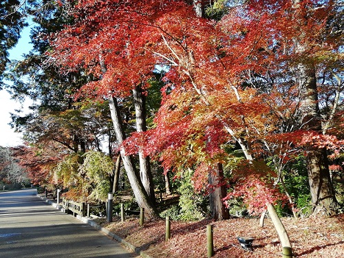 紅葉（梅林の西）1129