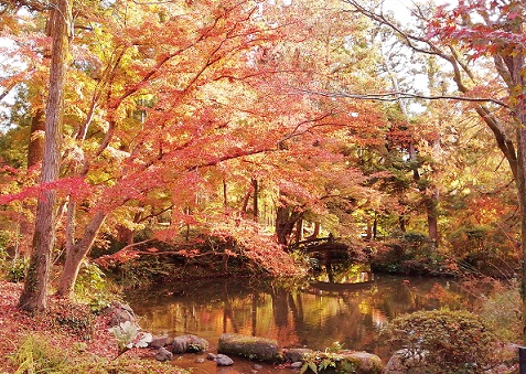 池に映える紅葉（水車小屋近く）1129