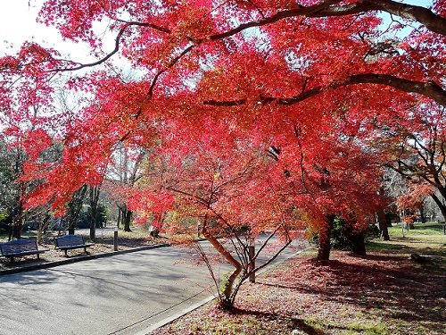 なからぎの森周辺の紅葉1207