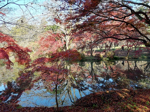 池に映る紅葉1207