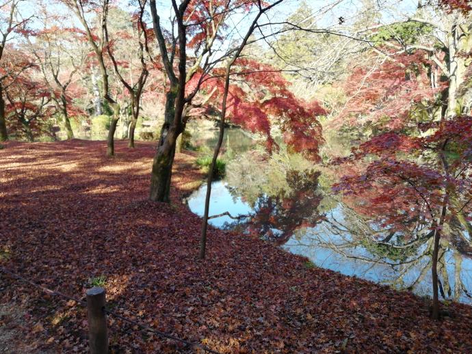 紅葉のじゅうたん1207