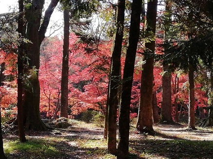 針葉樹林から見える紅葉1207