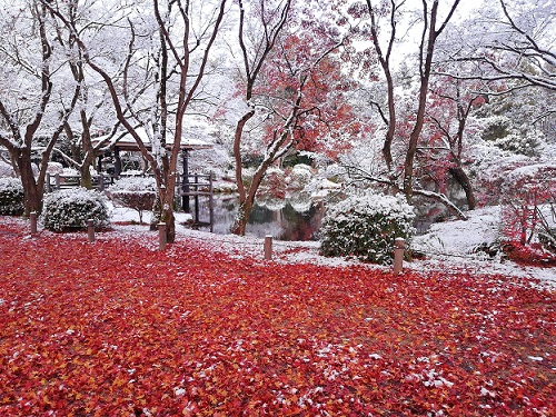 赤いじゅうたんと雪1217