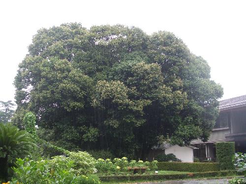 植物園会館前のシリブカガシ