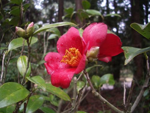 ユキツバキの花