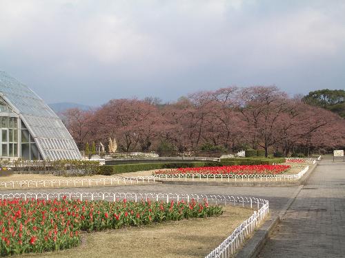 桜林とチューリップの写真