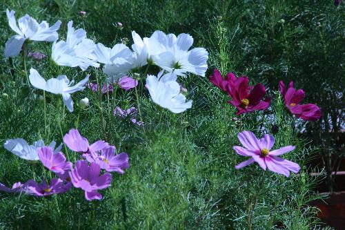 コスモスの開花状況写真