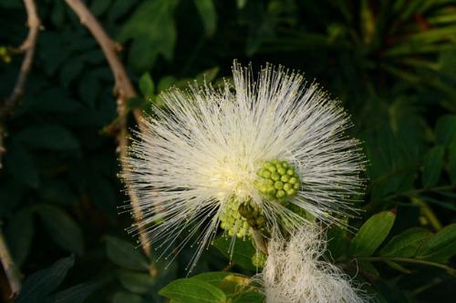 オオベニゴウカン白花