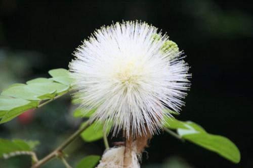 オオベニゴウカン白花写真