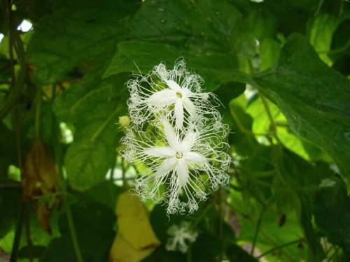 ヘビウリの花の写真